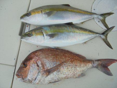 ＨＡＲＵＫＡ丸　はるかまる 釣果