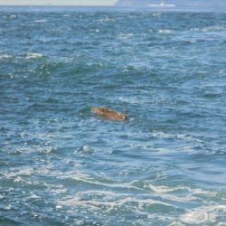 HARUKA丸 はるかまる 釣果