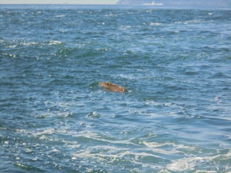 HARUKA丸 はるかまる 釣果