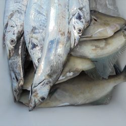 HARUKA丸 はるかまる 釣果