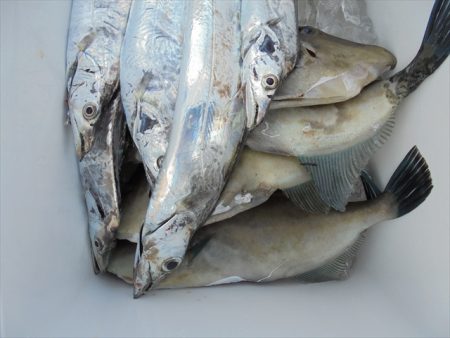 ＨＡＲＵＫＡ丸　はるかまる 釣果