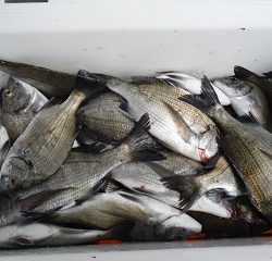 バラモン1号 釣果