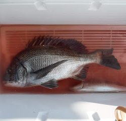 バラモン1号 釣果