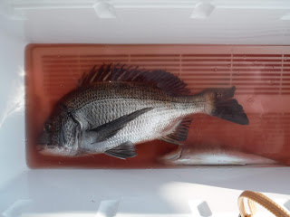 バラモン1号 釣果