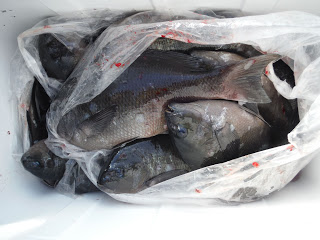 バラモン1号 釣果