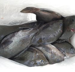 バラモン1号 釣果