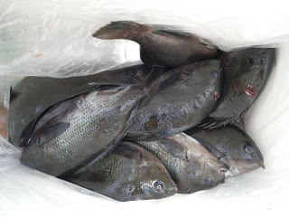 バラモン1号 釣果