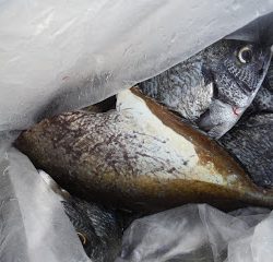 バラモン1号 釣果