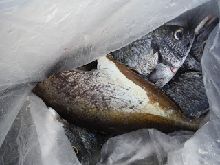 バラモン1号 釣果