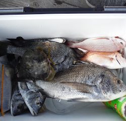 バラモン1号 釣果