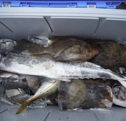 バラモン1号 釣果