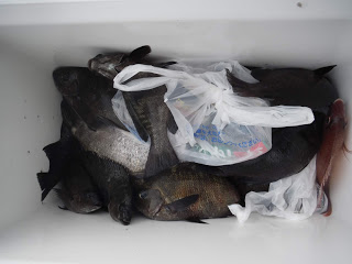 バラモン1号 釣果