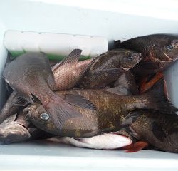 バラモン1号 釣果