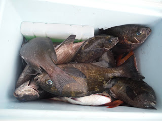 バラモン1号 釣果