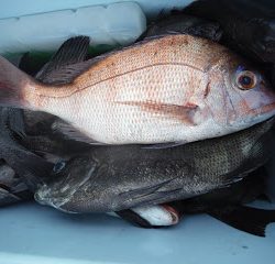 バラモン1号 釣果