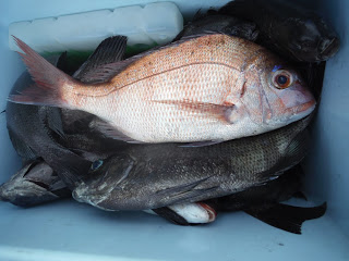 バラモン1号 釣果