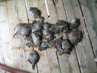 バラモン1号 釣果