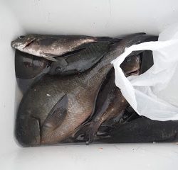 バラモン1号 釣果