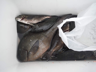 バラモン1号 釣果