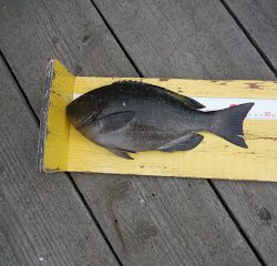 バラモン1号 釣果