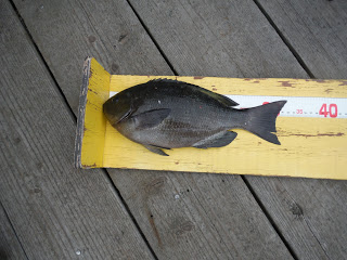 バラモン1号 釣果