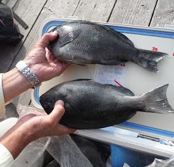 バラモン1号 釣果