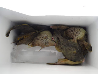 バラモン1号 釣果