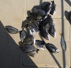 バラモン1号 釣果