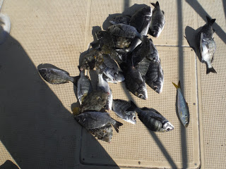 バラモン1号 釣果