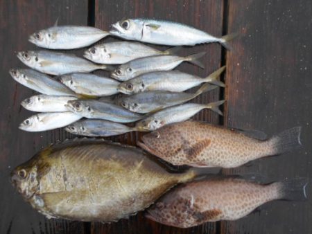 こかわ渡船　雅丸 釣果