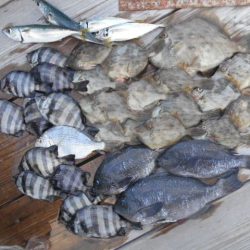 こかわ渡船　雅丸 釣果