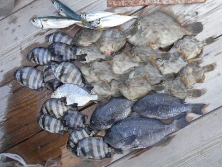 こかわ渡船　雅丸 釣果