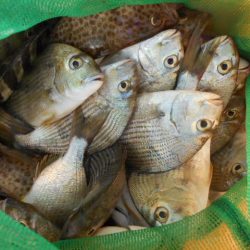 こかわ渡船　雅丸 釣果