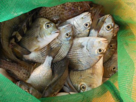 こかわ渡船　雅丸 釣果