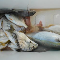 こかわ渡船　雅丸 釣果