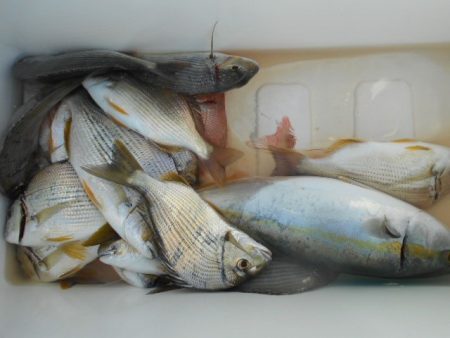 こかわ渡船　雅丸 釣果