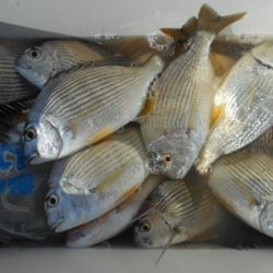 こかわ渡船　雅丸 釣果