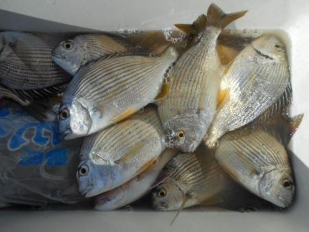 こかわ渡船　雅丸 釣果