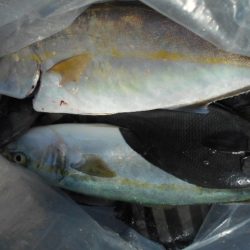 こかわ渡船　雅丸 釣果