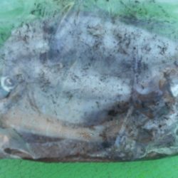 こかわ渡船　雅丸 釣果