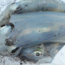 こかわ渡船　雅丸 釣果