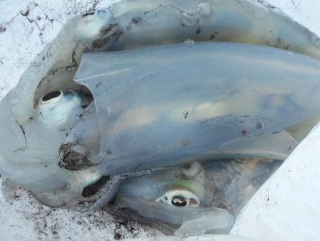 こかわ渡船　雅丸 釣果