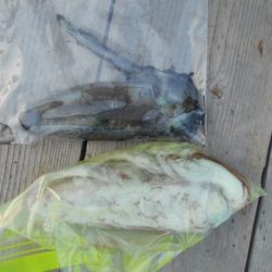 こかわ渡船　雅丸 釣果