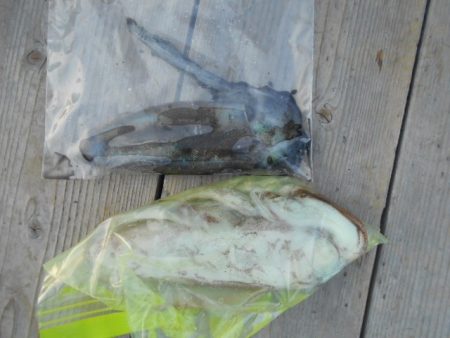 こかわ渡船　雅丸 釣果