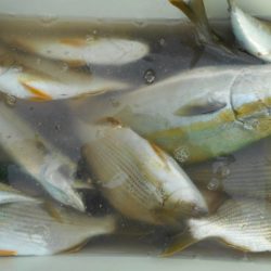 こかわ渡船　雅丸 釣果