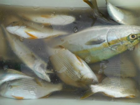 こかわ渡船　雅丸 釣果