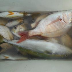 こかわ渡船　雅丸 釣果