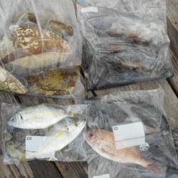 こかわ渡船　雅丸 釣果