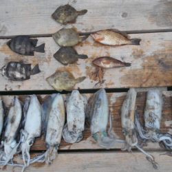 こかわ渡船　雅丸 釣果