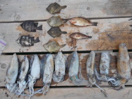 こかわ渡船　雅丸 釣果